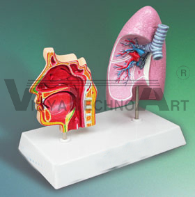 Sinus & Lung Model